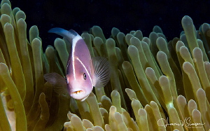 Pink Anemonefish With Mouth Parasite/Photographed with Ca... by Laurie Slawson 